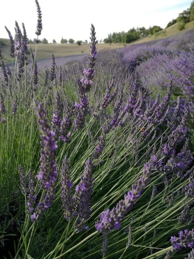 Monte San Pietro B&B I Girasoli מראה חיצוני תמונה