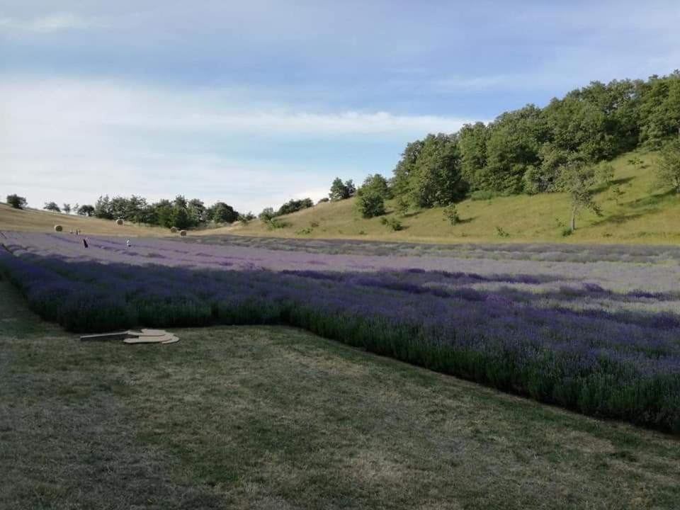 Monte San Pietro B&B I Girasoli מראה חיצוני תמונה